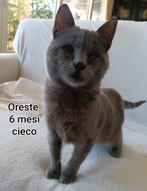 STUPENDI MICINI DA ADOTTARE  Foto 2