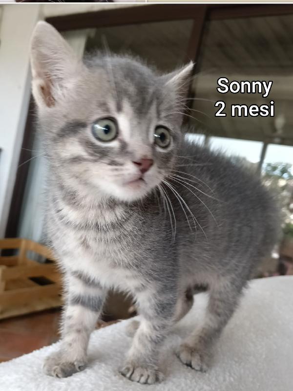 STUPENDI MICINI DA ADOTTARE  Foto 4