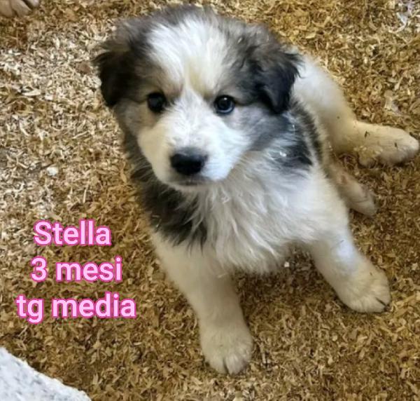 CUCCIOLI IN RIFUGIO  Foto 4