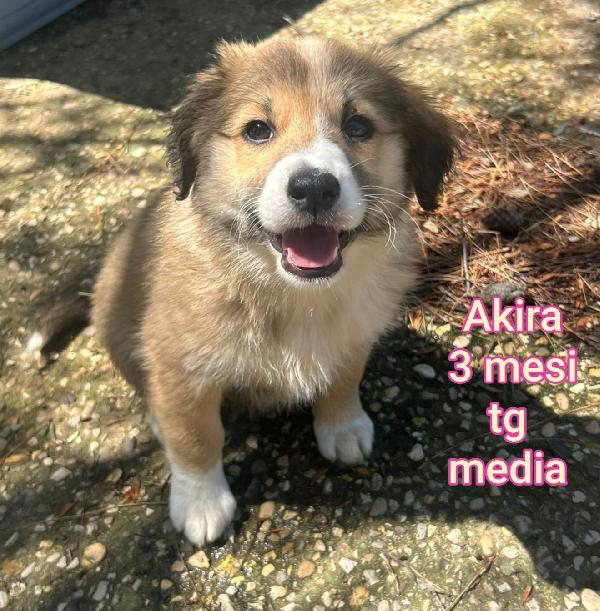 CUCCIOLI IN RIFUGIO  Foto 5