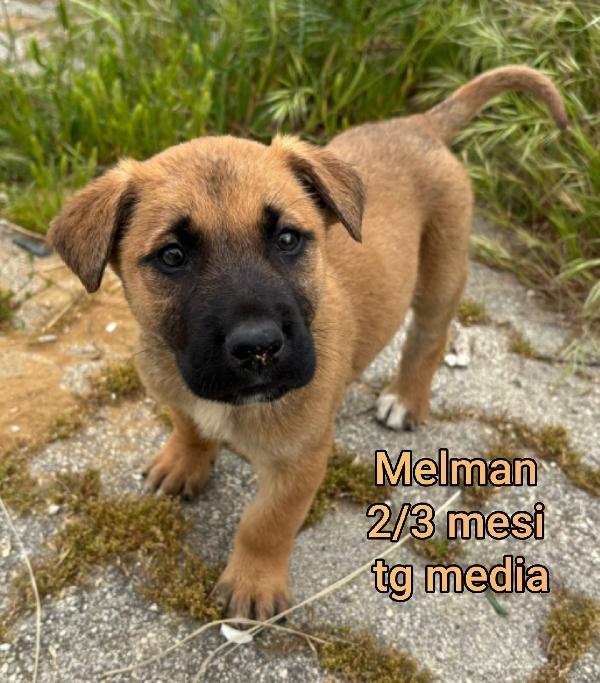 CUCCIOLI IN RIFUGIO  Foto 7
