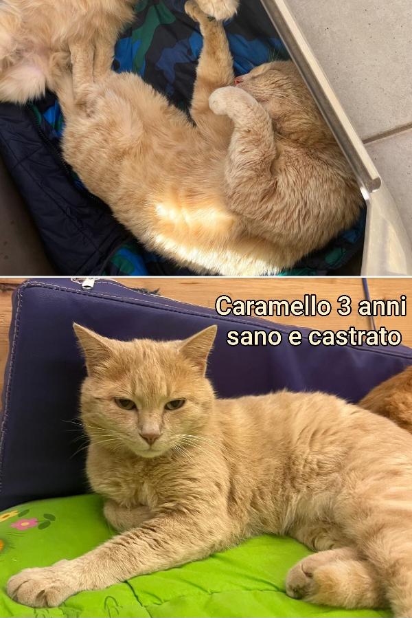 MICINI CERCANO CASA E AMORE Foto 7