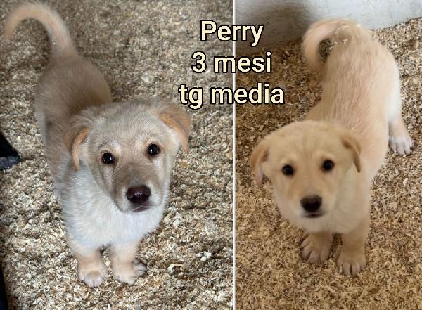 Troppi cuccioli in cerca di casa Foto 2