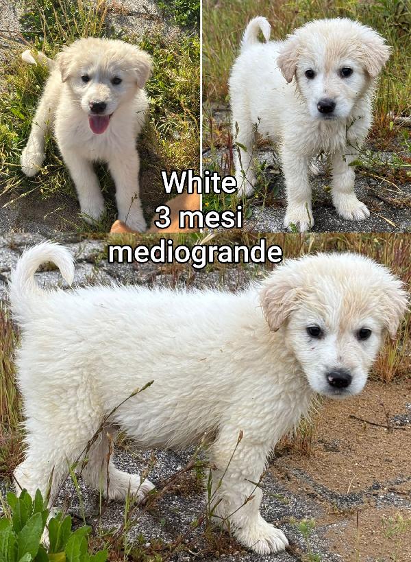 Troppi cuccioli in cerca di casa Foto 3