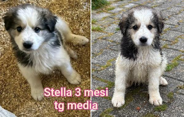 Troppi cuccioli in cerca di casa Foto 5
