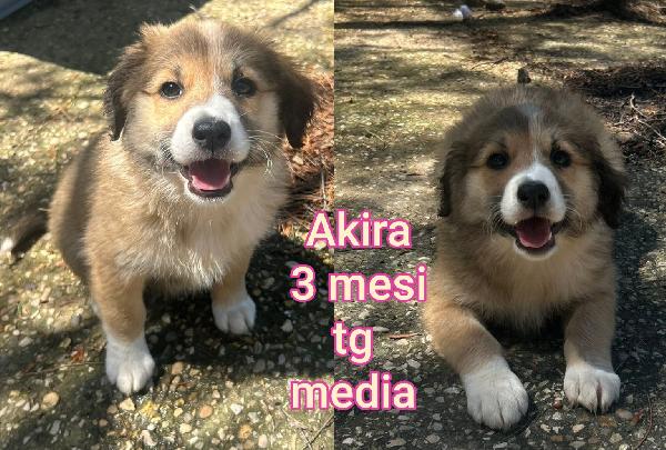 Troppi cuccioli in cerca di casa Foto 6