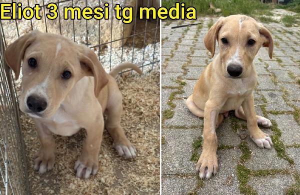 Troppi cuccioli in cerca di casa Foto 8