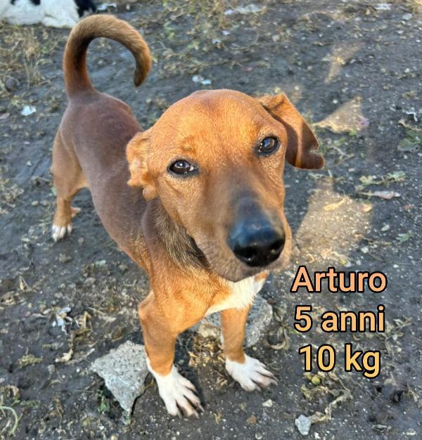 Cagnolini Di Taglia Contenuta 