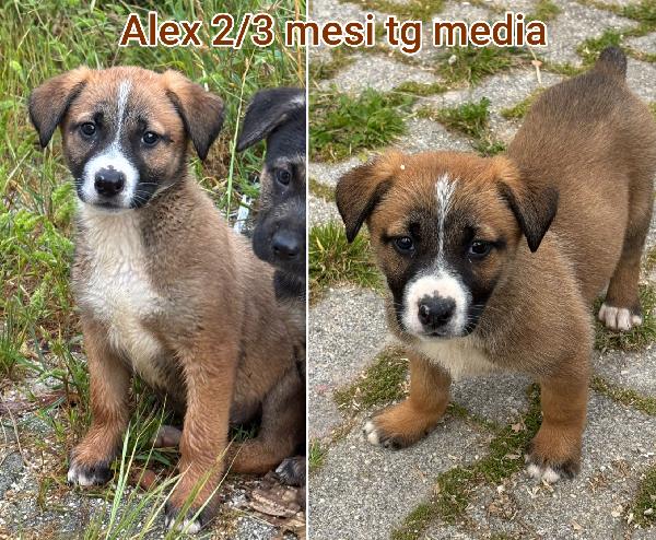 Salvate Uno Di Questi Cuccioli 