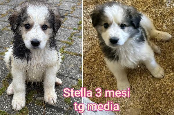 SALVATE UNO DI QUESTI CUCCIOLI  Foto 2