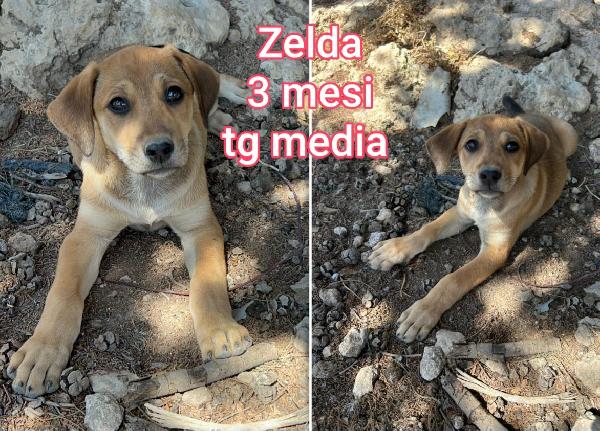 SALVATE UNO DI QUESTI CUCCIOLI  Foto 5
