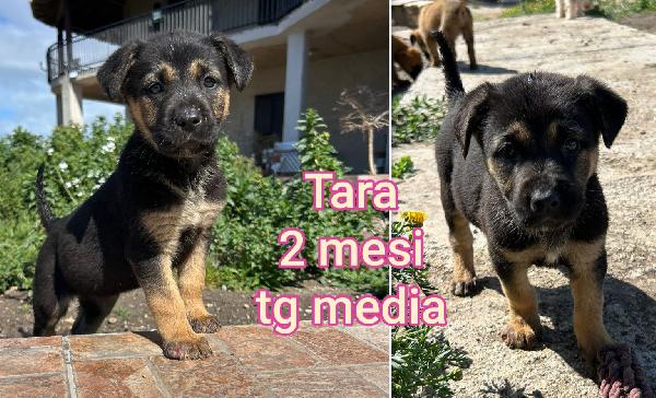SALVATE UNO DI QUESTI CUCCIOLI  Foto 6