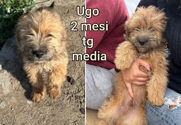 SALVATE UNO DI QUESTI CUCCIOLI  Foto 7