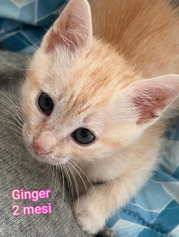 Adotta Un Gattino