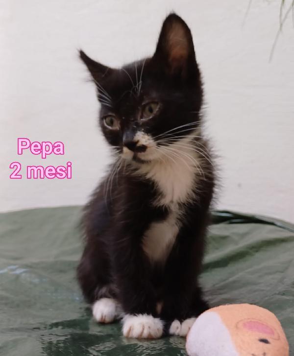 ADOTTA UN GATTINO Foto 3
