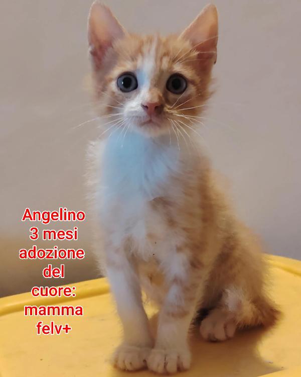 ADOTTA UN GATTINO Foto 7