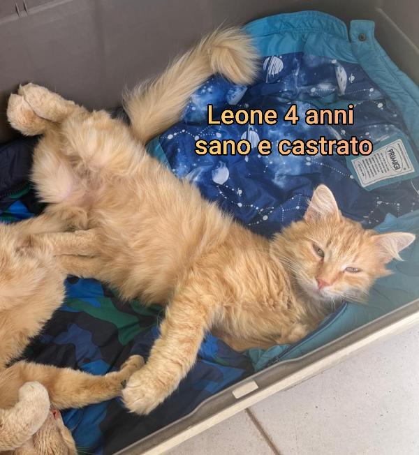 ADOTTA UN GATTINO Foto 8