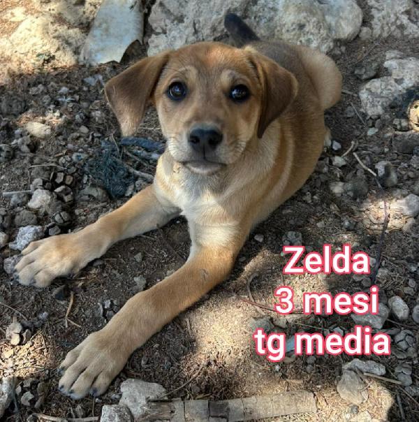 SALVA UN CUCCIOLO  Foto 3
