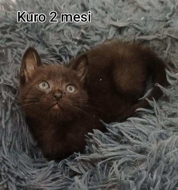 DOLCISSIMI MICINI BISOGNOSI  Foto 3