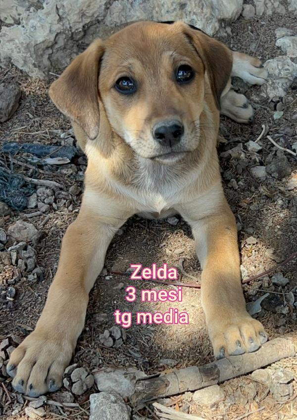 ADORABILI CUCCIOLI DA ADOTTARE Foto 4