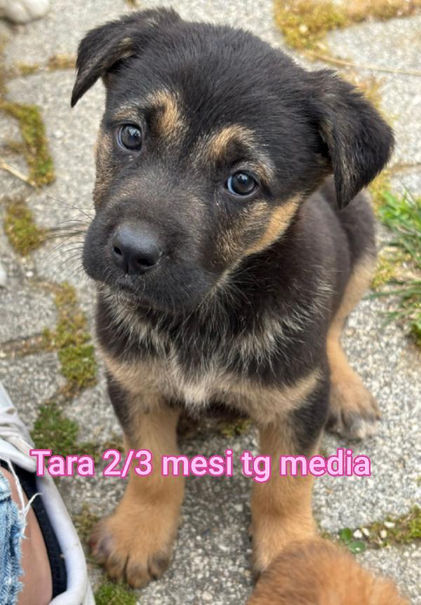 ADORABILI CUCCIOLI DA ADOTTARE Foto 7