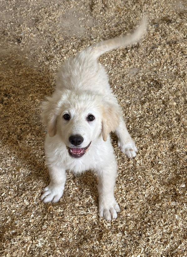 Adottami: Cucciolona Invisibile