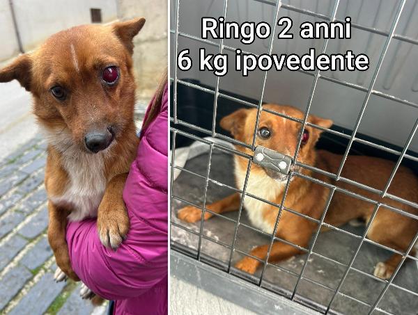 Cani piccoli e mediopiccoli  Foto 2