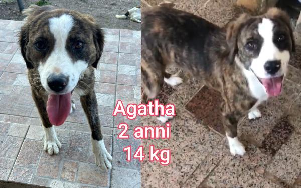 Cani piccoli e mediopiccoli  Foto 4