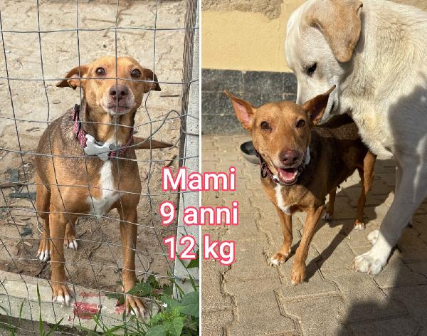 Cani piccoli e mediopiccoli  Foto 5