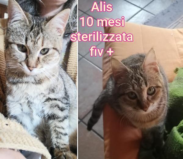 Telefona x salvare un micetto! Foto 5