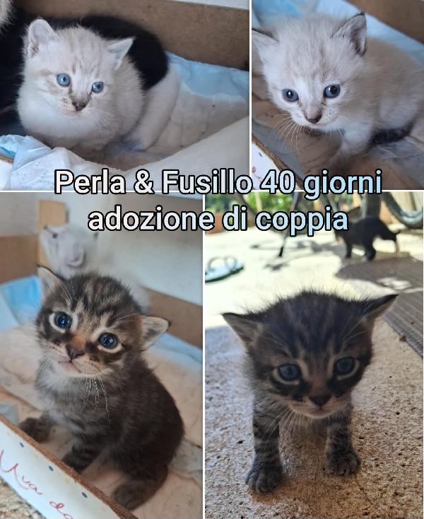 Telefona x salvare un micetto! Foto 9