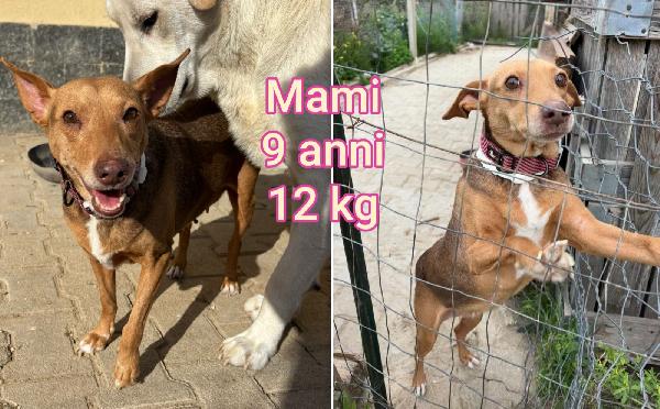Cani piccoli e contenuti (6/15chili) Foto 5