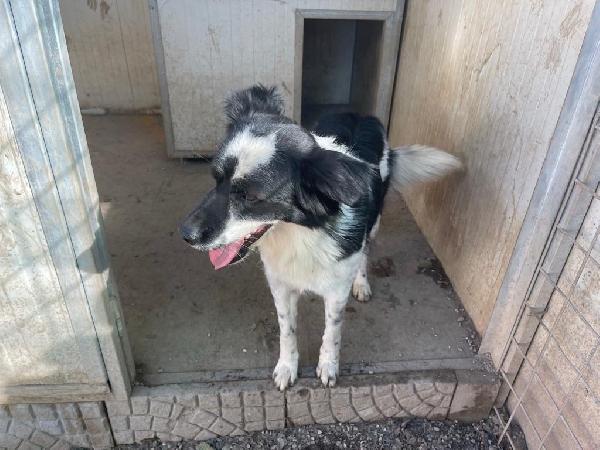Sam meraviglioso cagnolino in rifugio cerca casa  Foto 3