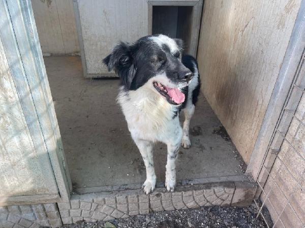 Sam meraviglioso cagnolino in rifugio cerca casa  Foto 4