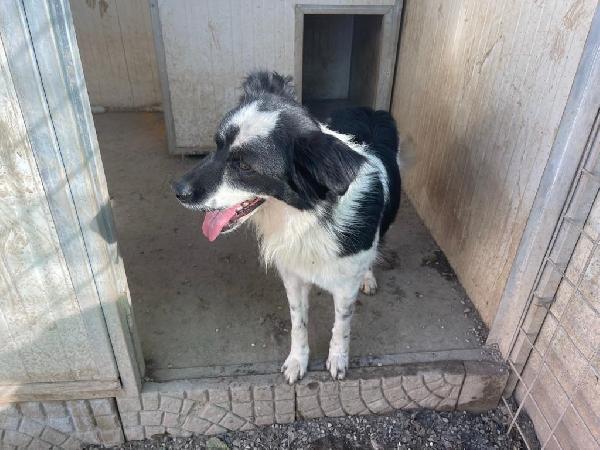 Sam meraviglioso cagnolino in rifugio cerca casa  Foto 6
