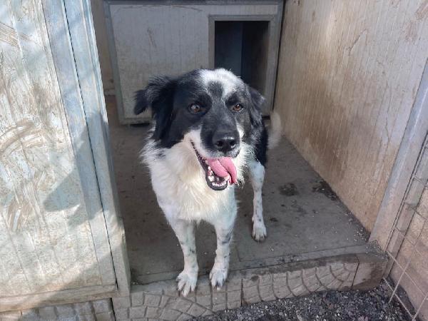 Sam meraviglioso cagnolino in rifugio cerca casa  Foto 7