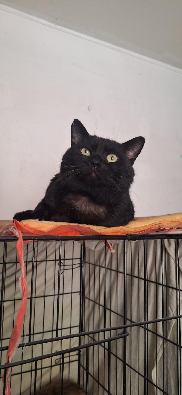 Momo sta aspettando un cuore da amare Foto 4