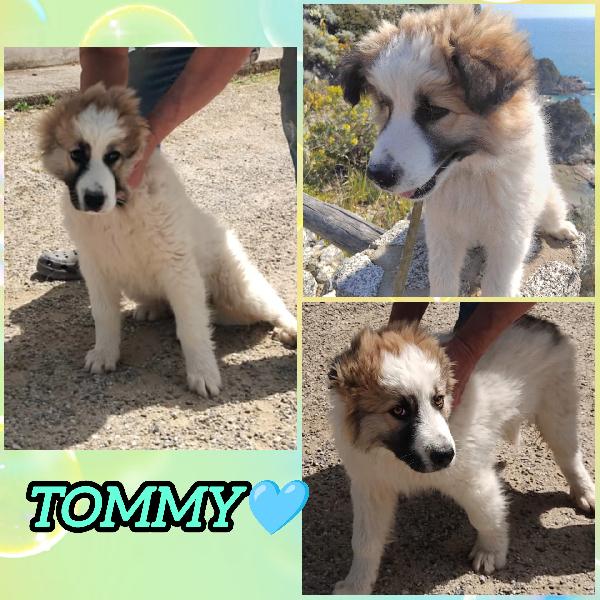 UNA MAMMA PER TOMMY Foto 2