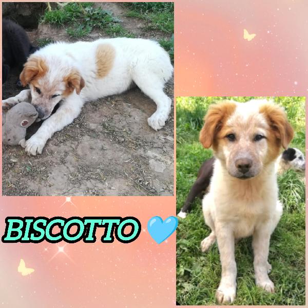 Una Mamma Per Biscotto 