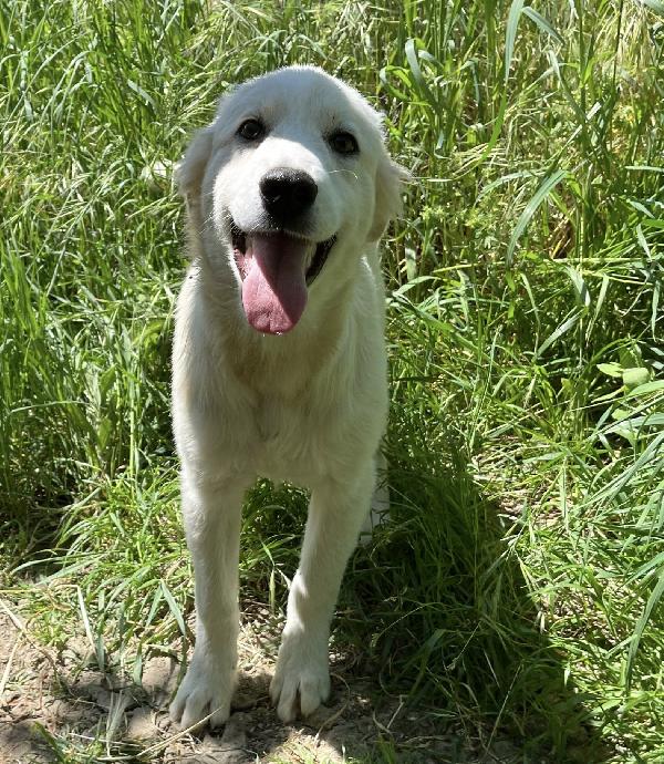 Dante Dolce Cucciolo 5 Mesi Taglia Grande 