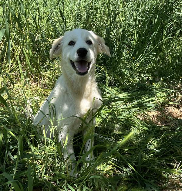 Dante dolce cucciolo 5 mesi taglia grande  Foto 2