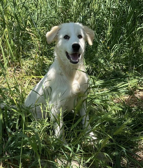 Dante dolce cucciolo 5 mesi taglia grande  Foto 3