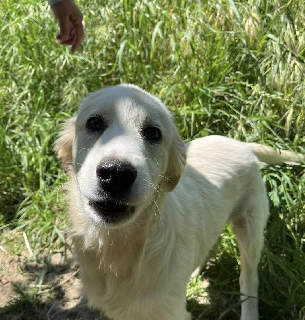 Dante dolce cucciolo 5 mesi taglia grande  Foto 4