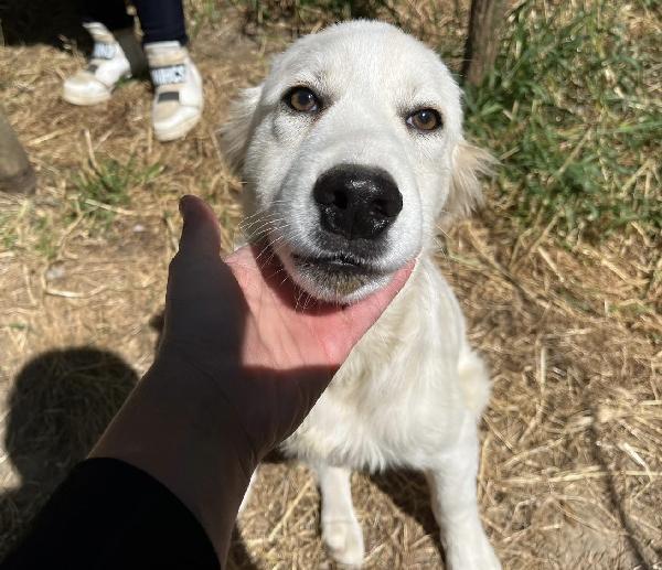 Dante dolce cucciolo 5 mesi taglia grande  Foto 5