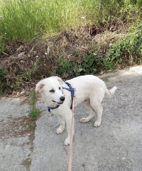 Dante dolce cucciolo 5 mesi taglia grande  Foto 6