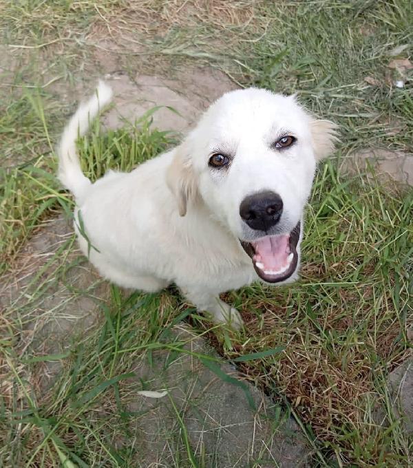 Dante dolce cucciolo 5 mesi taglia grande  Foto 7