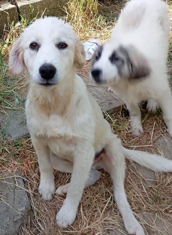 Dante dolce cucciolo 5 mesi taglia grande  Foto 8