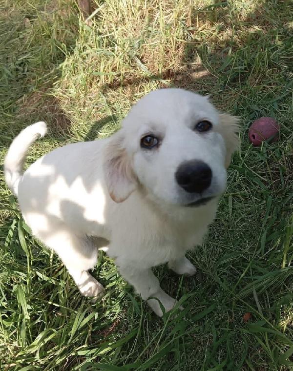 Dante dolce cucciolo 5 mesi taglia grande  Foto 9