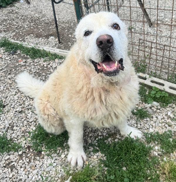 Beethoven 4 anni Taglia gigante  Foto 5