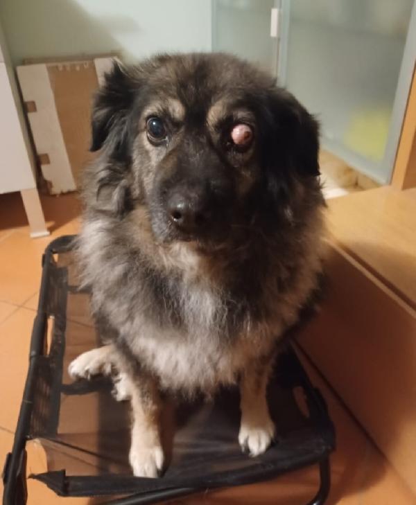 8/9anni picchiato ha perso 1occhietto! PUGLIA Foto 2
